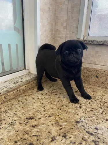 Filhotes de Pug Macho.