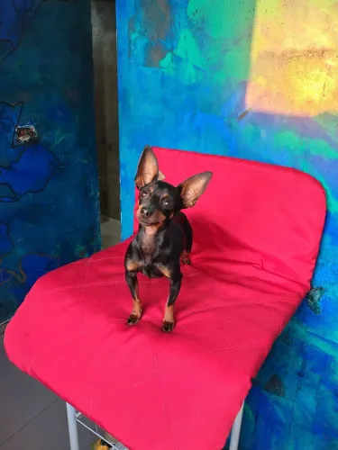 Lindo casal de Pinscher disponível para venda