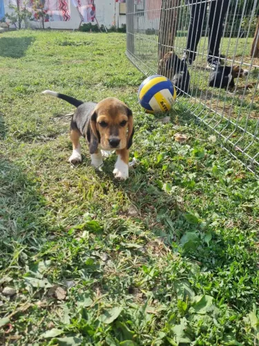 Beagle seu companheiro