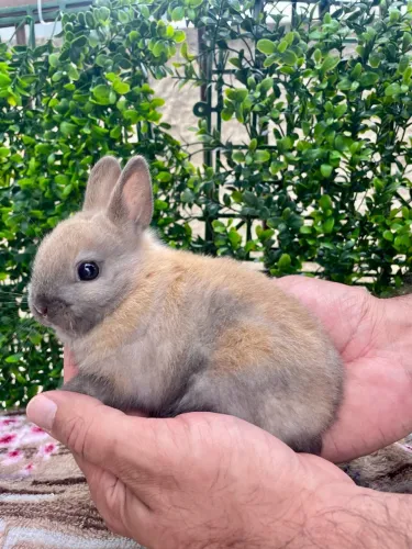 Netherland Dwarf fêmea filhote