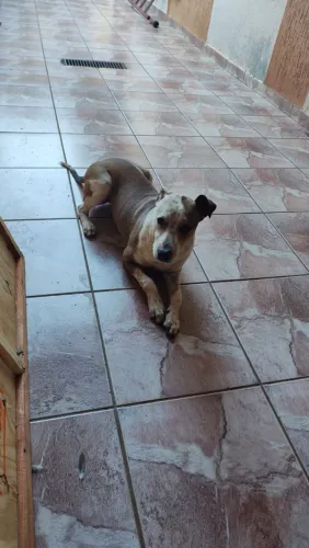 CACHORRA PORTE GRANDE 