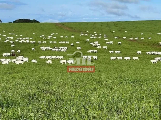 IFazenda 15.000 hectares - Itiquira (MT)