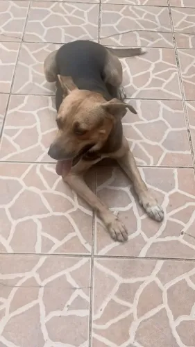 Doação de Rotwaile