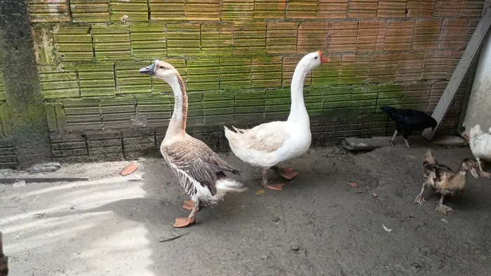 Casal de Gansos 