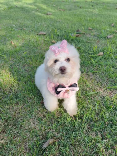 Bichon frise disponível fêmea e macho