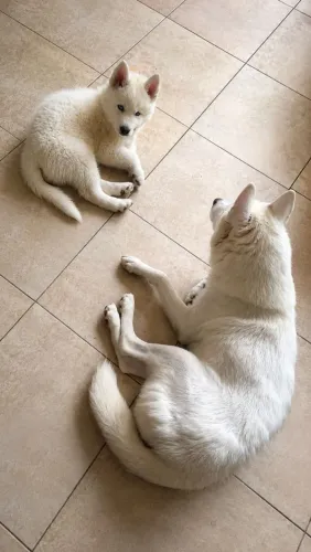 Filhote Husky Siberiano branco