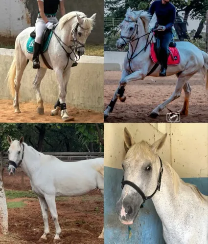 Égua mestiça Lusitano