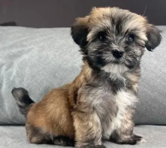 Filhote de Lhasa Apso | Um Pequeno Amigo Para Grandes Momentos