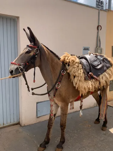 burro a venda top