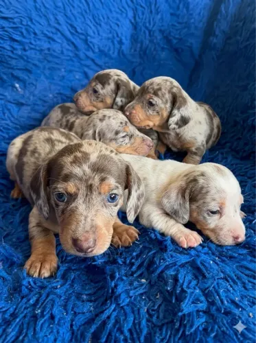 Dachshund Arlequim