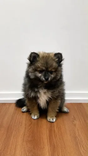 Filhote Lulu