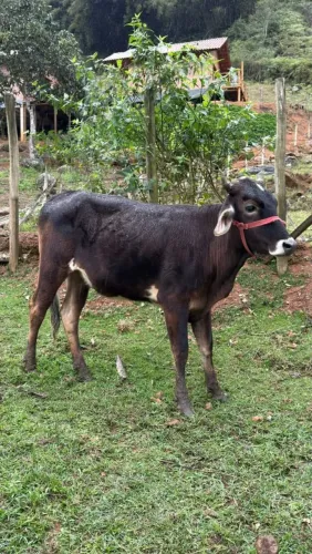 Vendo Novilha