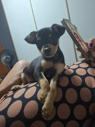 Cachorrinha Pincher fêmea