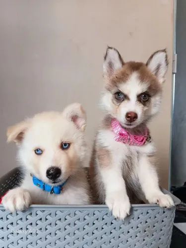 Husky siberiano