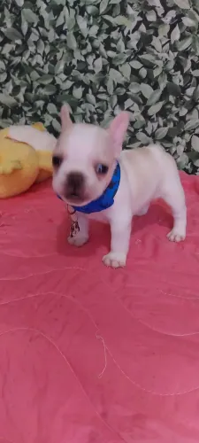 Filhote de alto padrão creme