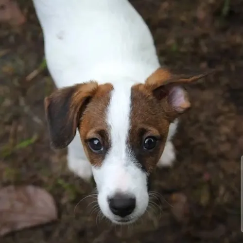 FOX PAULISTINHA FEMEA DISPONÍVEL PARA VENDA