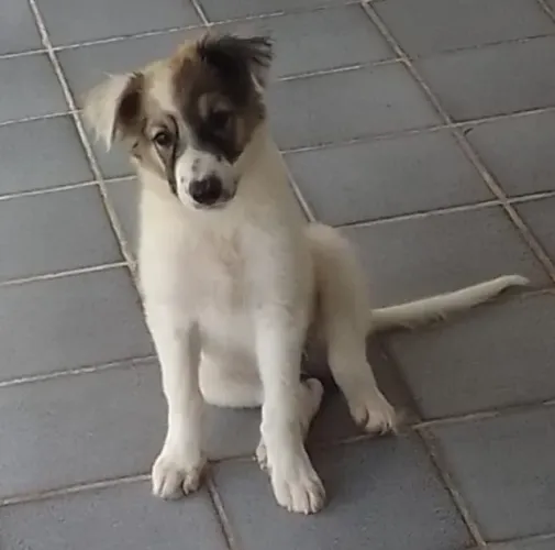 Filhote Macho Collie × Border Collie - 5 meses - Pronto para entrega
