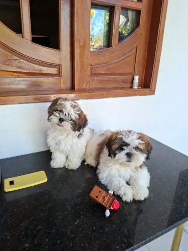 Shitzo disponíveis