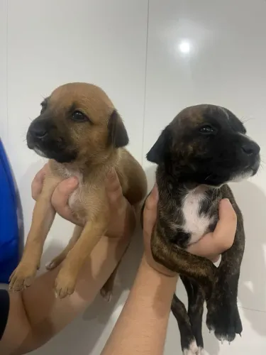 Cachorro vira lata pra doação 