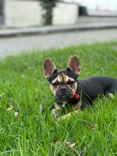 Bulldog Francês - Fêmea