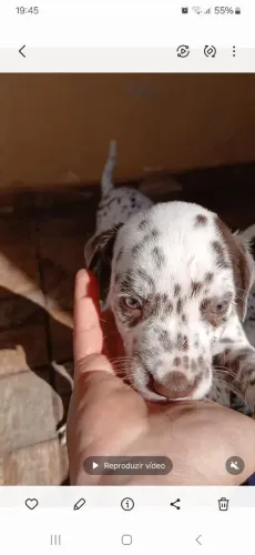 Vendo lindos filhotes de Dálmata