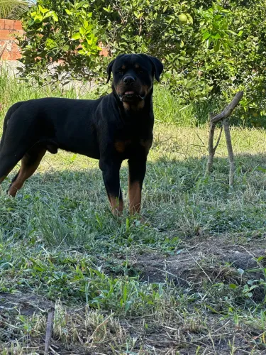FILHOTES DE ROTTWEILLER