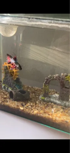 Aquário 20l