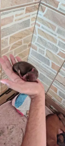 Pinscher miniatura chocolate