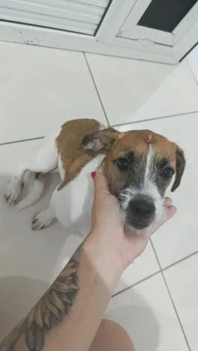Doação de cachorro