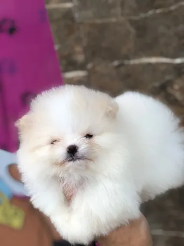 Cachorro Lulu da Pomerania filhote lindo em oferta exclusiva de fim de semana