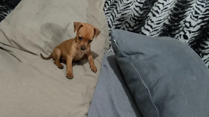Pinscher fêmea 
