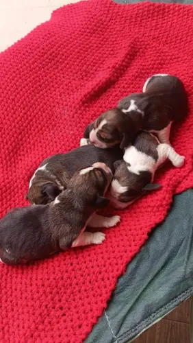 Filhotes de Beagle