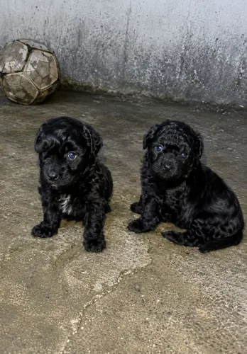 POODLE TOY (LEGÍTIMOS)