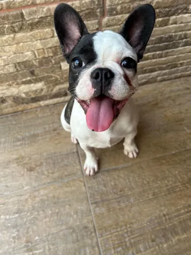 Bulldog Francês Femea