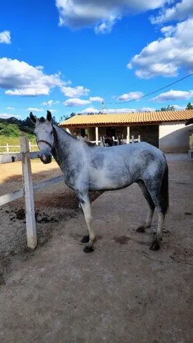 Cavalo marcha picada