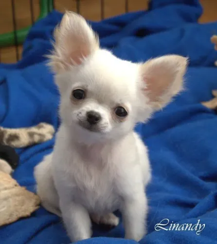 Chihuahua fêmeas e machinhos a pronta entrega 