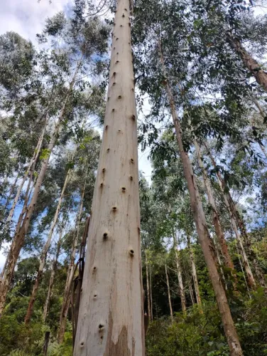 Mata de eucalipto vende.se ou troco