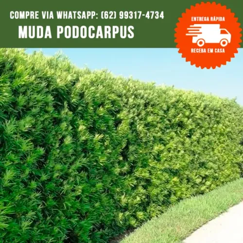 Mudas de Podocarpus