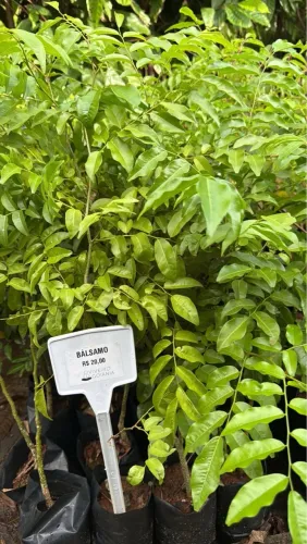 Mudas de Balsamo - R$ 20,00