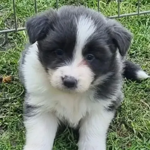 Filhotes de Border Collie  | Garantia de amor e alegria!