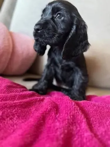 Cocker filhotes super cheirosos