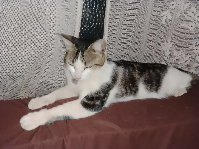 Doação de gata castrada