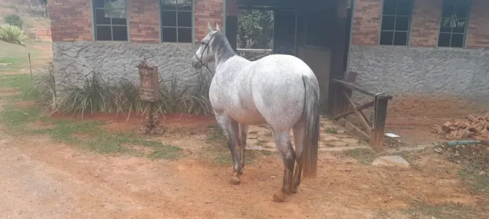 CAVALO QUARTO DE MILHA REGISTRADO