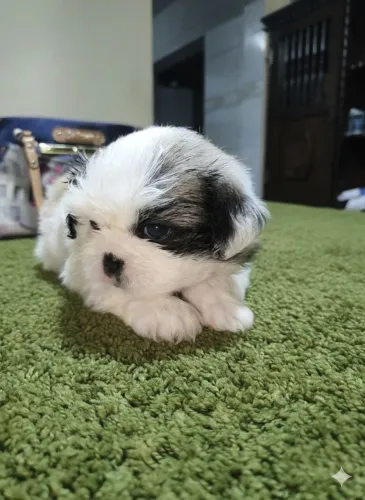 Linda filhote Shitzu femea