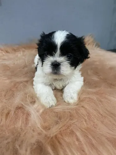 Lhasa apso fêmeas branca e preta! Seus filhotes já disponíveis 