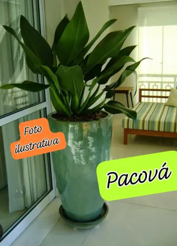 Black Friday!! 1 Muda de pacová 