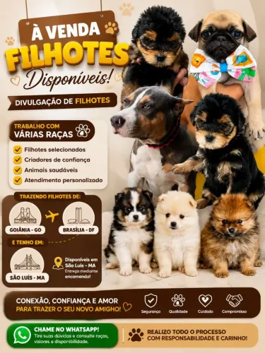 Pastor alemão / doberman / rottweiler / cane corso / fila brasileiro 