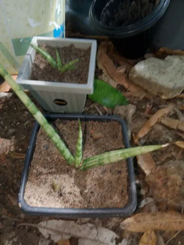 Jardim plantas espada de são Jorge mini