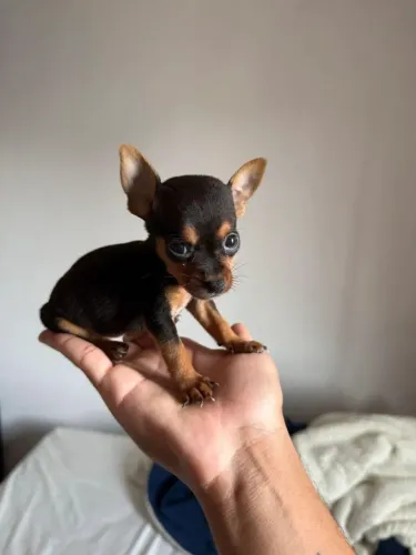 Conheça Nossos Filhotes de Pinscher | Pequenos no Porte, Gigantes no Amor