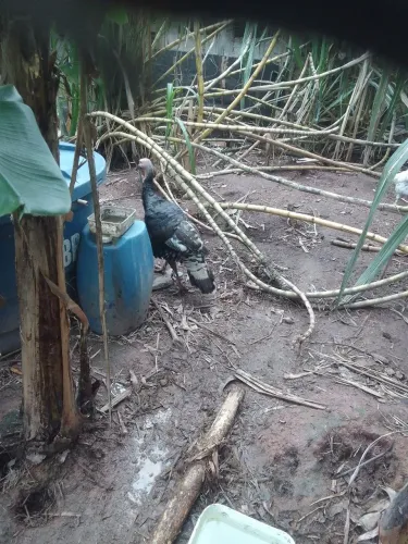 Perú macho 